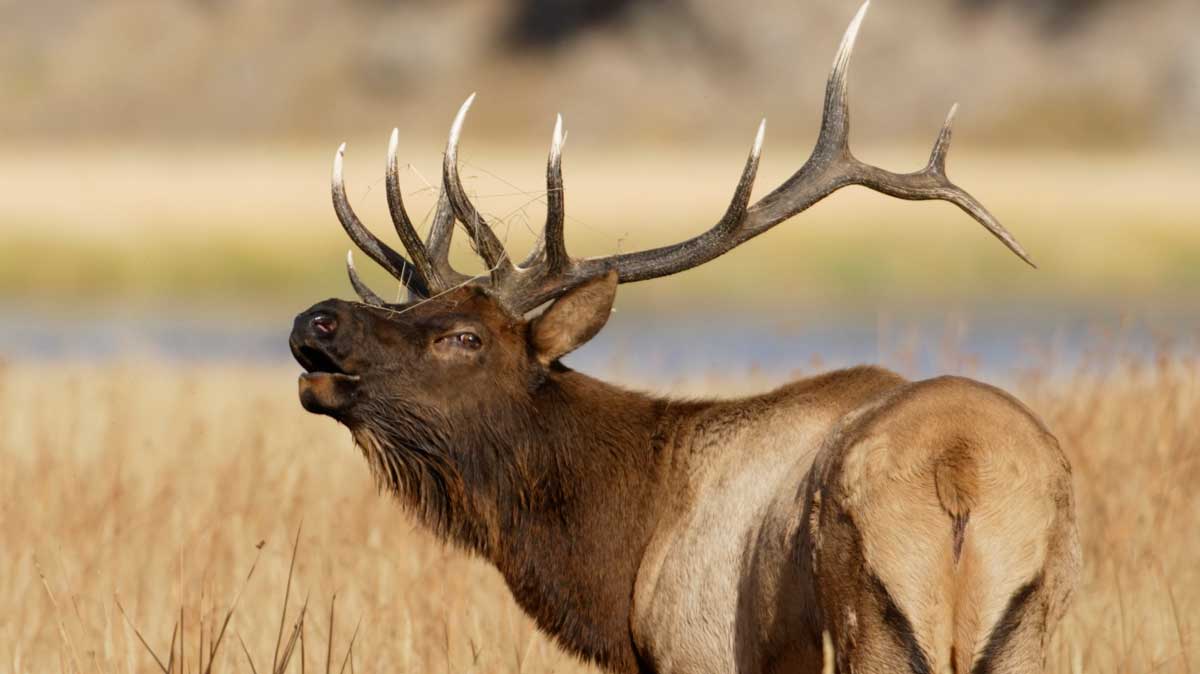 elk bugling