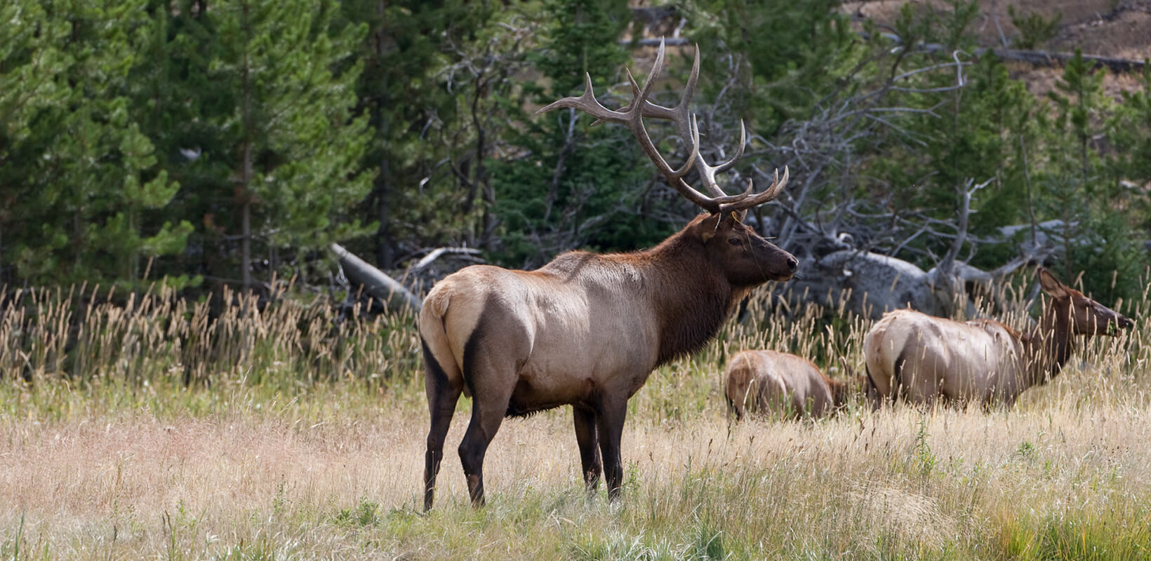 Bull elk in a field