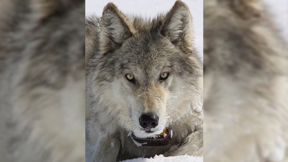 Wyoming Maintains Stable Wolf Population | Rocky Mountain Elk Foundation