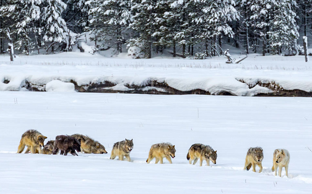 Montana Wolf Population Remains Stable Through 2021 | Rocky Mountain ...